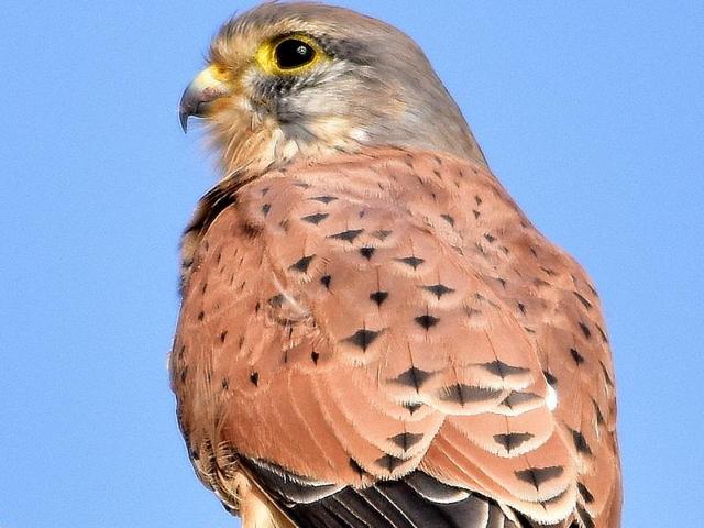 A raptor, is a winter migrant from the middle and higher Himalayas to the inter-state Chandigarh region. The number of these beautiful birds found in the vicinity of Chandigarh is sadly dwindling due to habitat destruction as result of haphazard construction. (Abhey Bharadwaj/HT photo )
