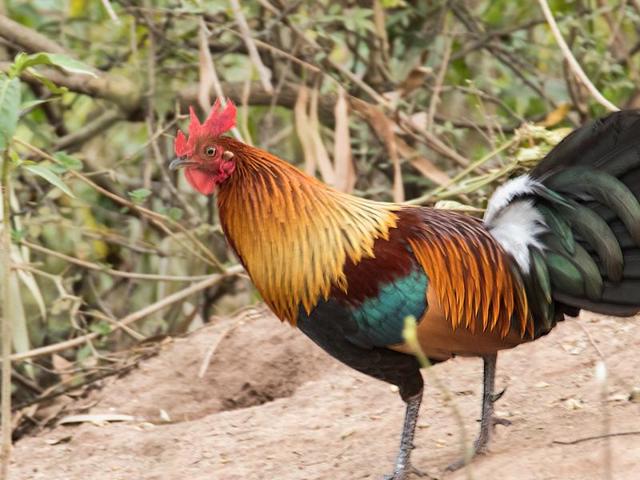 Red Jungle Fowl: A resident breeder in the region, it can be seen in the forests behind Sukhna Lake and is the ancestor of most domestic poultry breeds of north India. (Narbir Kahlon/HT Photo )