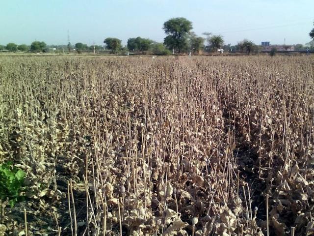 Legal cultivation of opium for medicinal purposes is carried out in parts of India under strict licensing conditions and under the watch of the Central Bureau of Narcotics.(HT/File photo for representation) Legal cultivation of opium for medicinal purposes is carried out in parts of India under strict licensing conditions and under the watch of the Central Bureau of Narcotics.(HT/File photo for representation)
