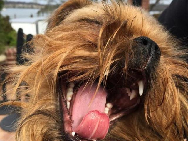 Who says only humans are expressive. Here’s one expressing that it is nap time.  (Instagram/huxleygriffon) 