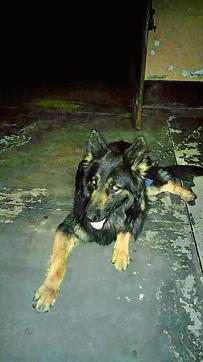 Blacky, the German Shepherd, who foiled the armed attack in Loni on Friday night. Blacky, the German Shepherd, who foiled the armed attack in Loni on Friday night.