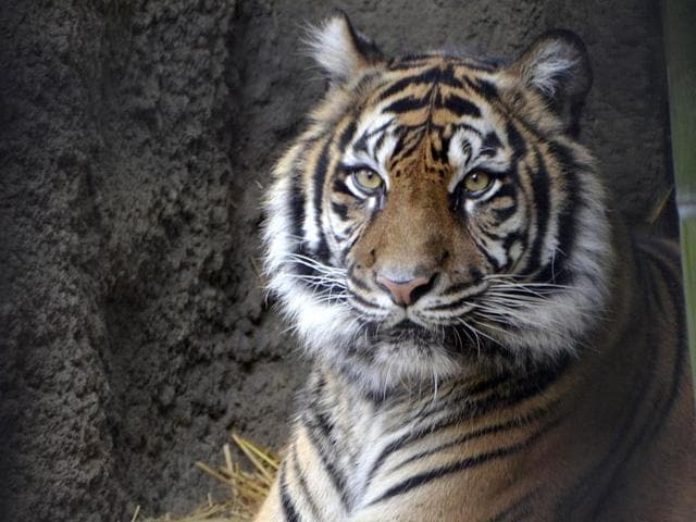 (Representative image) A tigress in her lifetime has multiple partners, a study found, countering the earlier belief that they were polygynous.(AP File Photo)