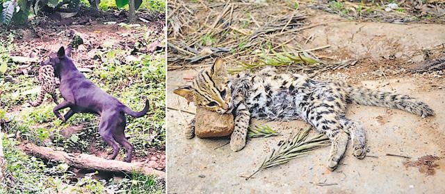 (Left) A dog taking off after killing a leopard cat in the Suntikoppa, Coorg, coffee estates of Karnataka; (right) after the photographer chased the dog, it dropped the dead cat, which had been grievously bitten by it in the chest. (Hrishikesh Sagar)