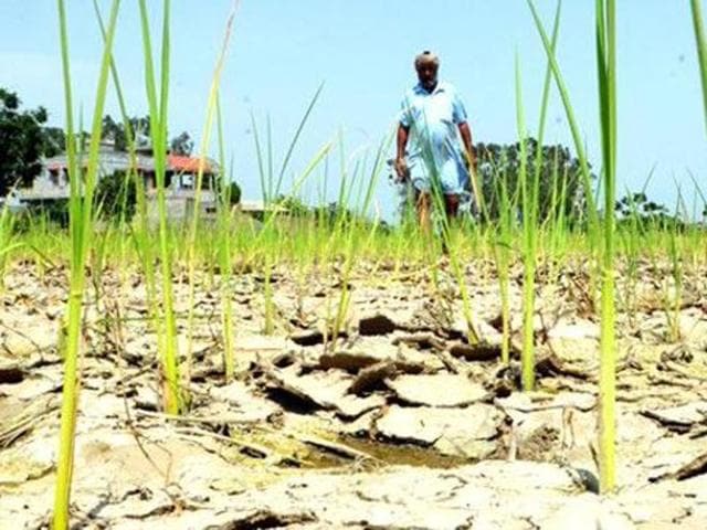 During the last three months, around 14 cases of suicide by farmers have been reported from the district while only one case has been considered eligible for compensation.(HT Photo)