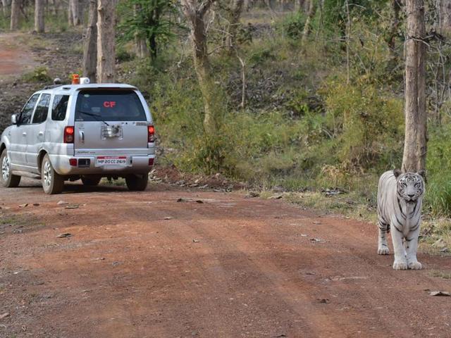 A white tiger at the white tiger safari at Mukundpur in Satna district. (HT photo) A white tiger at the white tiger safari at Mukundpur in Satna district. (HT photo)