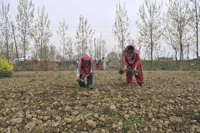 Kashmiri women at work at a vegetable field on the outskirts of Srinagar. (Waseem Andrabi/HT Photo) Kashmiri women at work at a vegetable field on the outskirts of Srinagar. (Waseem Andrabi/HT Photo)
