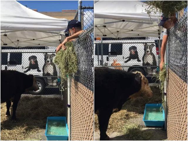Jon feeding hay to the bull to calm it down. (Facebook) Jon feeding hay to the bull to calm it down. (Facebook)