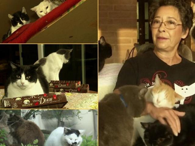 <p>It started with a few kittens. But nearly a quarter century later, a California woman has transformed her 4,000-square-foot home into what's believed to be the largest no-cage cat sanctuary and adoption center in the U.S.</p><p>An estimated 24,000 cats have been saved by the sanctuary, which houses up to 1,000 felines at any given time. Lynea Lattanzio set up Cat House on the Kings after finding out that many nearby shelters euthanize cats who aren't adopted.</p><p>Lattanzio spent her entire retirement fund on her pet project and moved out into a trailer on her 12-acre property. Is she the ultimate cat lady?</p>