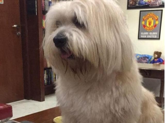 When Saif’s son Ibrahim runs out of his own pics, he shares those of cute pups! We love it. (Instagram) 