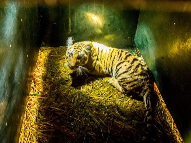 One of the surviving cubs of naallewale baghin whose carcass was found on March 28. Eight tiger deaths have been reported from Pench Tiger Reserve this year. (HT File Photo) One of the surviving cubs of naallewale baghin whose carcass was found on March 28. Eight tiger deaths have been reported from Pench Tiger Reserve this year. (HT File Photo)