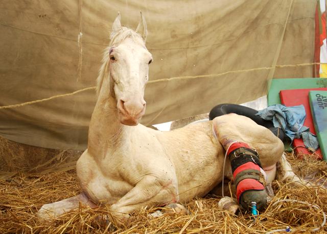 Police horse Shaktiman was injured during a BJP rally in Dehradun in March. (Vinay Santosh Kumar/HT Photo) Police horse Shaktiman was injured during a BJP rally in Dehradun in March. (Vinay Santosh Kumar/HT Photo)