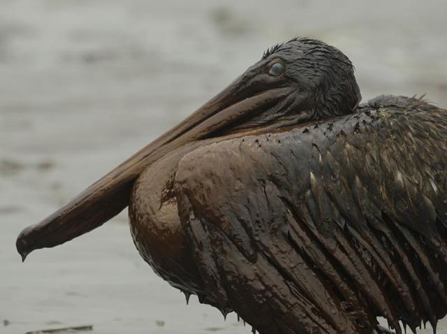 In this June 3, 2010, file photo, a Brown Pelican sits on the beach at East Grand Terre Island on the Louisiana coast after being drenched in oil from the BP Deepwater Horizon oil spill. (AP Photo) In this June 3, 2010, file photo, a Brown Pelican sits on the beach at East Grand Terre Island on the Louisiana coast after being drenched in oil from the BP Deepwater Horizon oil spill. (AP Photo)
