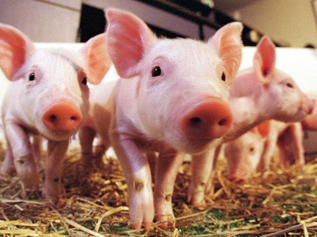 Pigs are considered the most suitable species for cross-species transplantation. (Shutterstock) Pigs are considered the most suitable species for cross-species transplantation. (Shutterstock)