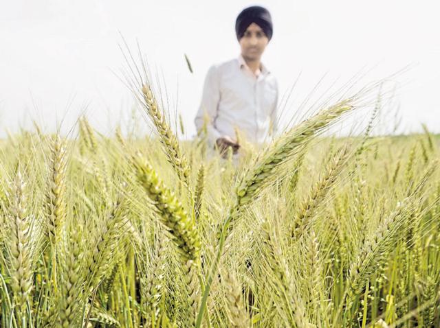 A famer’s son inspects the ripened wheat crop in his field near Verka in Amritsar on Sunday. (Sameer Sehgal/HT Photo) A famer’s son inspects the ripened wheat crop in his field near Verka in Amritsar on Sunday. (Sameer Sehgal/HT Photo)