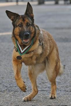 Lucca completed more than 400 missions in Iraq and Afghanistan during six years of service and protected the lives of thousands of troops. The Dickin Medal is the highest award any animal can receive while serving in military conflict. (AP) Lucca completed more than 400 missions in Iraq and Afghanistan during six years of service and protected the lives of thousands of troops. The Dickin Medal is the highest award any animal can receive while serving in military conflict. (AP)