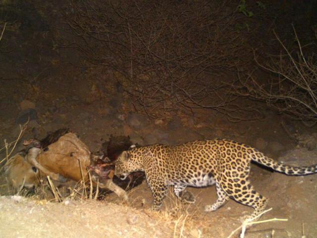 Photographs will help forest department officials substantiate their claim about the presence of panthers in the area. (HT photo) Photographs will help forest department officials substantiate their claim about the presence of panthers in the area. (HT photo)