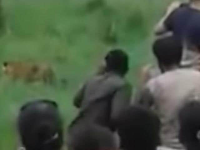 A video clip showing tourists blocking the path of a tiger in the Bijrani zone of Corbett Tiger Reserve (CTR), has left wildlife lovers and officials red-faced. (Hindustan Times Photo) A video clip showing tourists blocking the path of a tiger in the Bijrani zone of Corbett Tiger Reserve (CTR), has left wildlife lovers and officials red-faced. (Hindustan Times Photo)