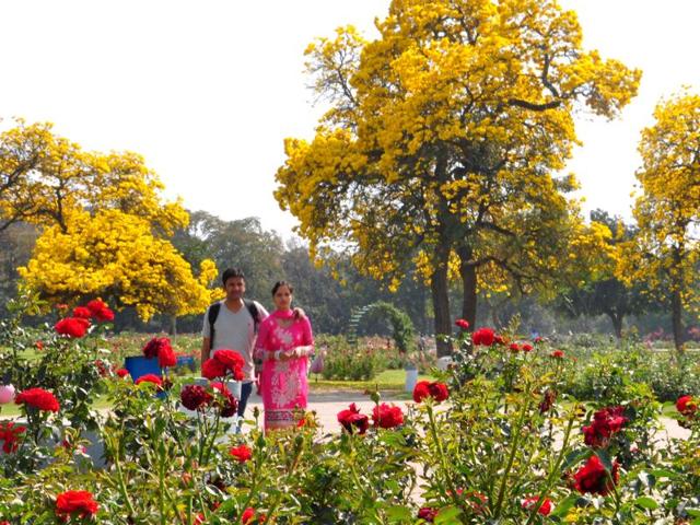 Spring spells a riot of colours in Chandigarh. (Karun Sharma/HT)