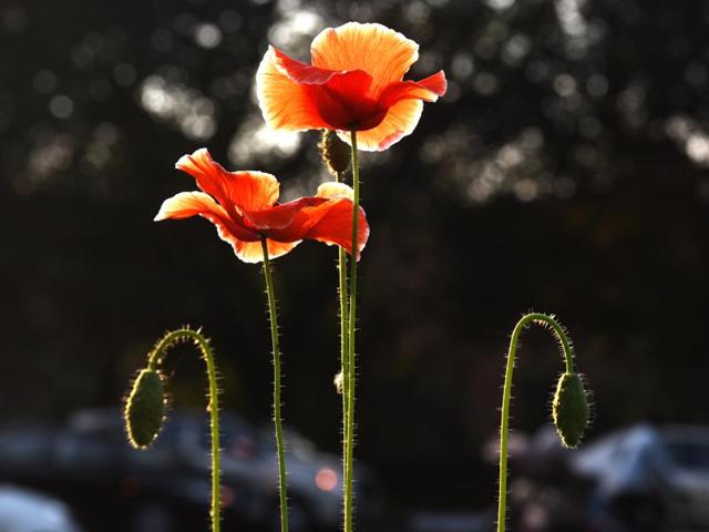Spring spells a riot of colours in Chandigarh. (sanjeev sharma/HT)