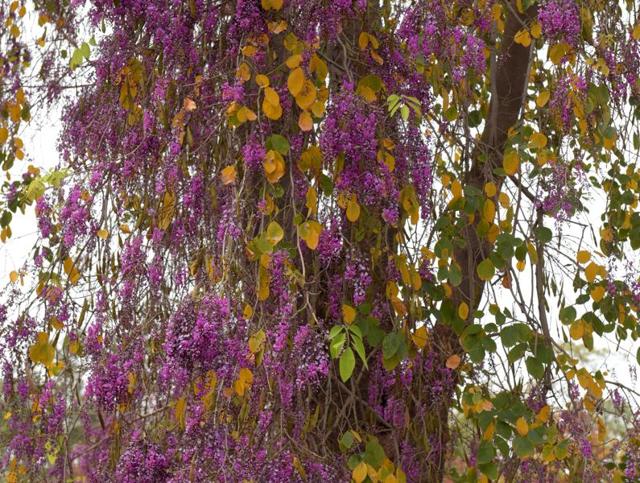 Spring spells a riot of colours in Chandigarh. (sanjeev sharma/HT)