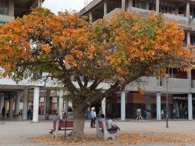 Spring spells a riot of colours in Chandigarh. (sanjeev sharma/HT)