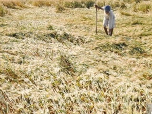 Punjab agriculture minister Tota Singh will distribute the cards to state farmers at Sangrur on April 11. (HT Representative Picture) Punjab agriculture minister Tota Singh will distribute the cards to state farmers at Sangrur on April 11. (HT Representative Picture)