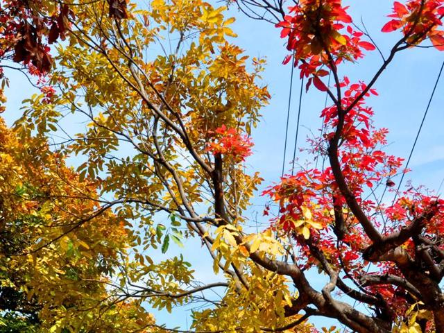 Spring spells a riot of colours in Chandigarh. (karunsharma/HT)