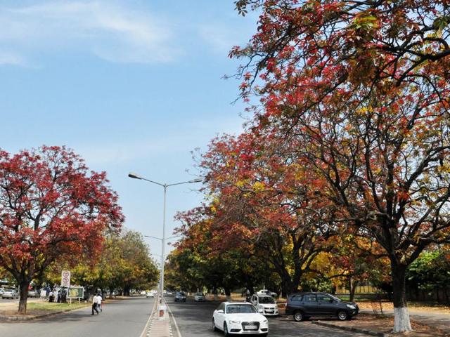 Spring spells a riot of colours in Chandigarh. (karunsharma/HT)
