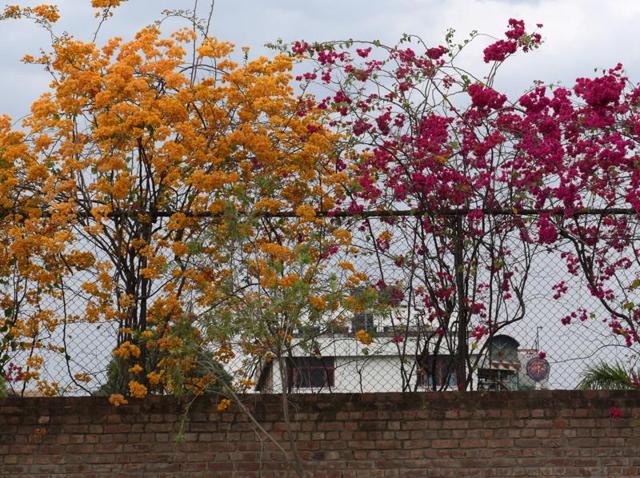 Spring spells a riot of colours in Chandigarh. (sanjeev sharma/HT)