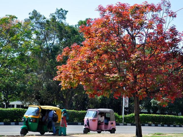 Spring spells a riot of colours in Chandigarh. (karun sharma/HT)
