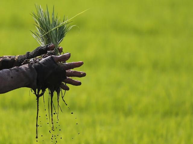 A worker in a paddy field near Ahmedabad (REUTERS file photo) A worker in a paddy field near Ahmedabad (REUTERS file photo)