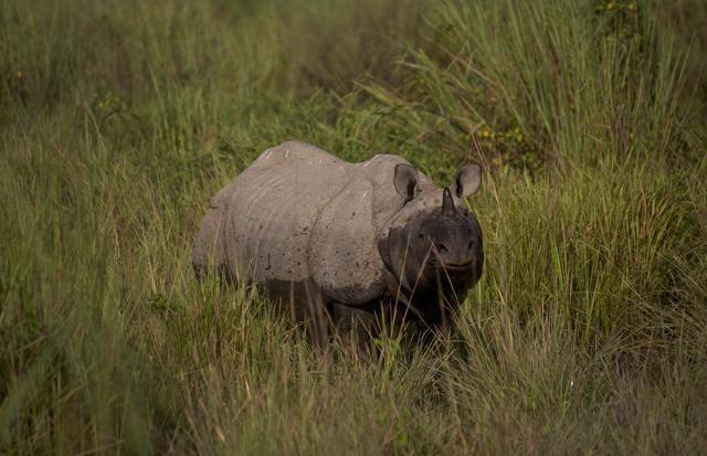 In this Nov. 1, 2015, file photo, a one-horned rhinoceros stands at the Kaziranga national park in Kaziranga, northeastern Assam state, India. (AP) In this Nov. 1, 2015, file photo, a one-horned rhinoceros stands at the Kaziranga national park in Kaziranga, northeastern Assam state, India. (AP)