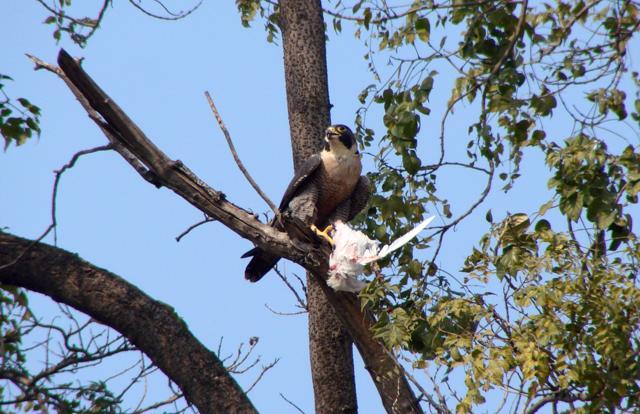 (Photo credits-Sarabjit S. Mahal) (Photo credits-Sarabjit S. Mahal)