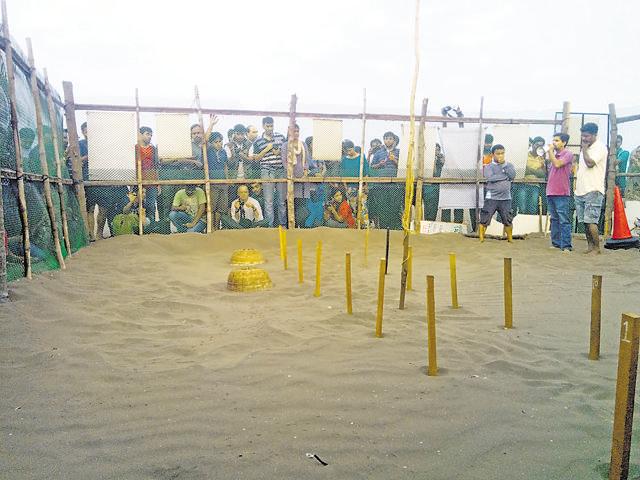 The turtle enclosure. (Serena Mohan)