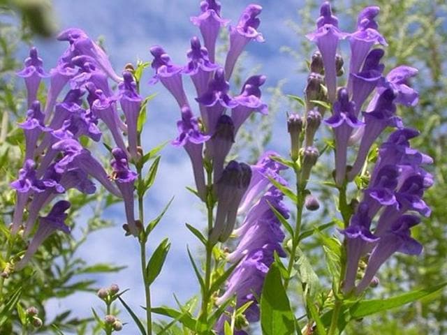 Chinese skullcap store