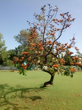 Flame of the forest tree in bloom at Raj Bhawan. (HT Photo) Flame of the forest tree in bloom at Raj Bhawan. (HT Photo)
