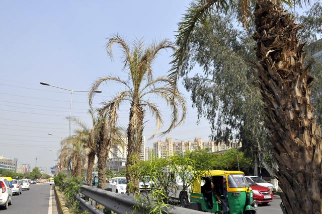 Around 5,000 trees were procured from Telangana for a cost of Rs.20 lakh.(Abhinav Saha/HT Photo) Around 5,000 trees were procured from Telangana for a cost of Rs.20 lakh.(Abhinav Saha/HT Photo)