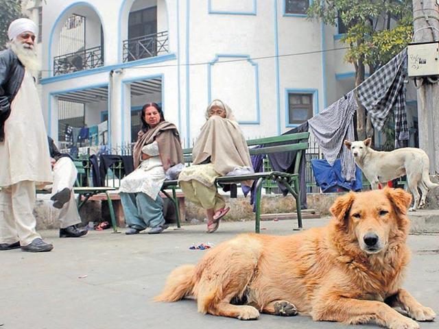 Due to lack of manpower, the municipal corporations have failed to keep a check on the population of dogs. (HT File Photo) Due to lack of manpower, the municipal corporations have failed to keep a check on the population of dogs. (HT File Photo)