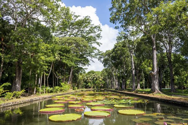 The Sir Seewoosagur Ramgoolam Botanical Garden, commonly known as the Pamplemousses Botanical Garden, is a popular tourist attraction in Pamplemousses, near Port Louis, Mauritius. (AFP) The Sir Seewoosagur Ramgoolam Botanical Garden, commonly known as the Pamplemousses Botanical Garden, is a popular tourist attraction in Pamplemousses, near Port Louis, Mauritius. (AFP)
