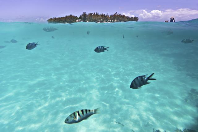 The clear waters of Blue Bay Beach offer the best views for divers and snorkelers. (AFP) The clear waters of Blue Bay Beach offer the best views for divers and snorkelers. (AFP)