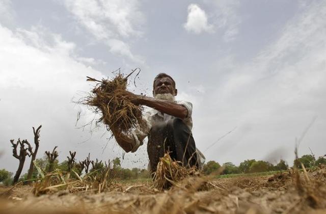 A farmer removes dried grass from his rice field against the backdrop of pre-monsoon clouds on the outskirts of Ahmedabad in June 2013. (Reuters file photo) A farmer removes dried grass from his rice field against the backdrop of pre-monsoon clouds on the outskirts of Ahmedabad in June 2013. (Reuters file photo)