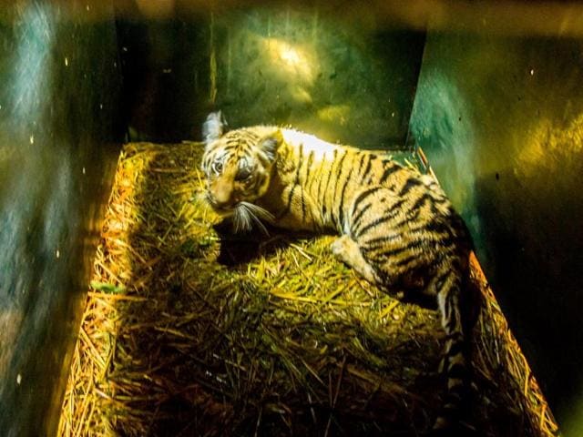 One of the surviving cubs of the dead tigress. The tigress and her two cubs were found poisoned in the Pench Tiger Reserve on March 28. Two cubs survived and were sent to Kanha Tiger Reserve.(File photo)