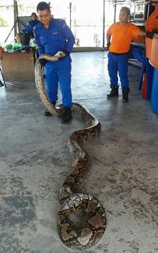 This handout picture taken on April 7, 2016 and released by the Malaysia Civil Defence Department shows a member of the Malaysia’s Civil Defence Force handling a python that was caught near a tree at a construction site in Penang, outside Kuala Lumpur (AFP) This handout picture taken on April 7, 2016 and released by the Malaysia Civil Defence Department shows a member of the Malaysia’s Civil Defence Force handling a python that was caught near a tree at a construction site in Penang, outside Kuala Lumpur (AFP)
