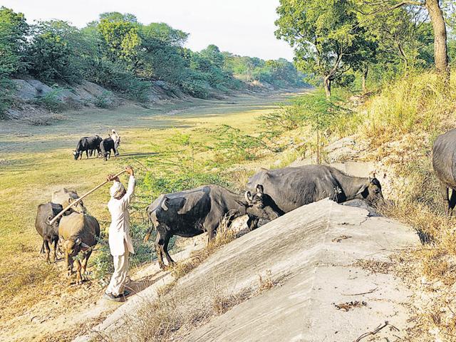 Why are farmers in the state being deprived of irrigation?” questioned senior advocate Ram Jethmalani. (HT File) Why are farmers in the state being deprived of irrigation?” questioned senior advocate Ram Jethmalani. (HT File)