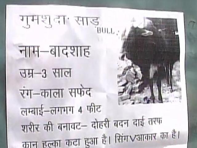 Manoj Pandey, the bull owner, said the missing animal was like a child to him. (ANI photo) Manoj Pandey, the bull owner, said the missing animal was like a child to him. (ANI photo)