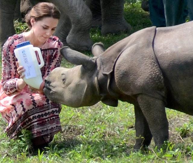 The Duchess of Cambridge feeds a rhino calf during a visit to the Centre for Wildlife Rehabilitation and Conservation (CWRC) near Kaziranga National Park, Assam. (PTI Photo) The Duchess of Cambridge feeds a rhino calf during a visit to the Centre for Wildlife Rehabilitation and Conservation (CWRC) near Kaziranga National Park, Assam. (PTI Photo)