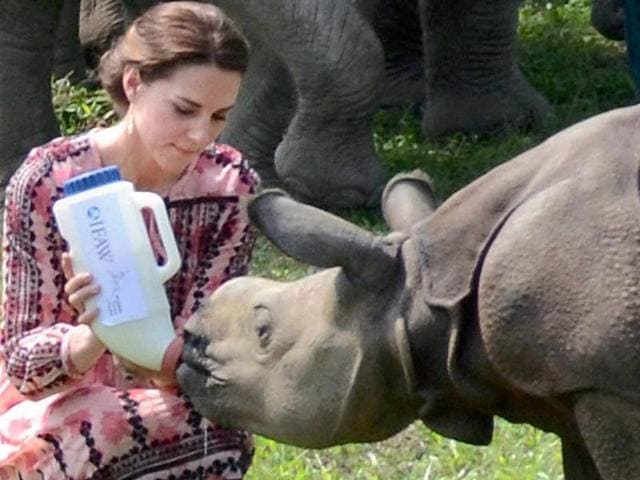 Catherine (Kate), Duchess of Cambridge feeds a rhino calf during a visit to the Centre for Wildlife Rehabilitation and Conservation (CWRC) near Kaziranga National Park, Assam on Wednesday. (PTI) Catherine (Kate), Duchess of Cambridge feeds a rhino calf during a visit to the Centre for Wildlife Rehabilitation and Conservation (CWRC) near Kaziranga National Park, Assam on Wednesday. (PTI)