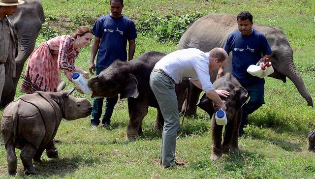Playing with baby elephants. (PTI) Playing with baby elephants. (PTI)