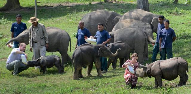 Prince William, Duke of Cambridge and his wife Catherine (Kate), Duchess of Cambridge feed rhino calves. (PTI) Prince William, Duke of Cambridge and his wife Catherine (Kate), Duchess of Cambridge feed rhino calves. (PTI)