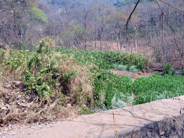 CAG raised concerns over state’s depleting forest cover. (Bachchan Kumar) CAG raised concerns over state’s depleting forest cover. (Bachchan Kumar)